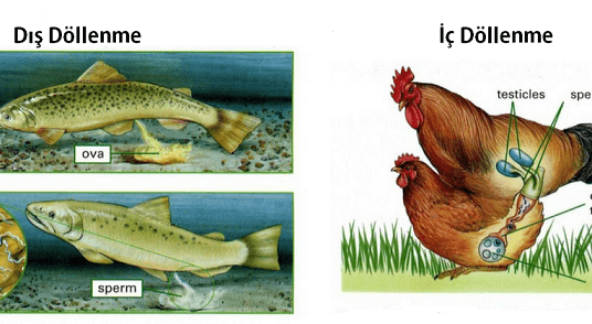 Dış Döllenme ve İç Döllenme