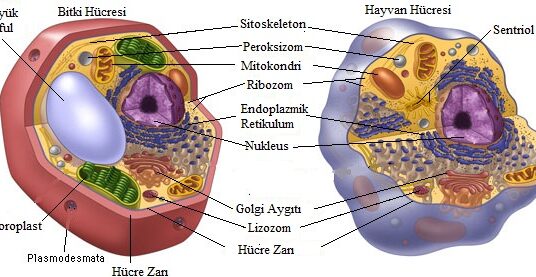 Hayvan Hücresi ile Bitki Hücresi Arasındaki Farklar Nelerdir