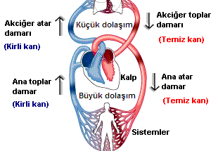 Küçük Kan Dolaşımı