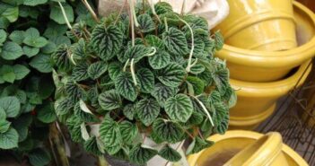 Peperomia Bitkisi Nasıl Bir Bitkidir? Renkli Yaprakları ve Kolay Bakımıyla Ev Bitkisi Favorisi Peperomia Bitkisi