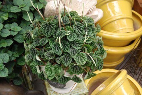 Peperomia Bitkisi