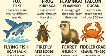 f ingilizce hayvanlar