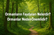 Ormanların Faydaları Nelerdir