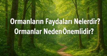Ormanların Faydaları Nelerdir