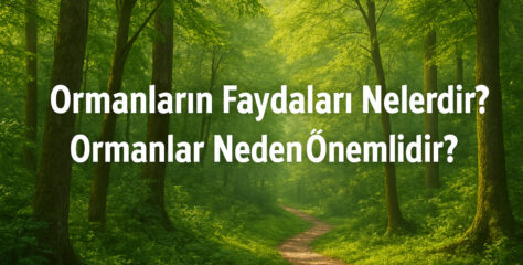 Ormanların Faydaları Nelerdir? Ormanlar Neden Önemlidir? İşte Detaylı Açıklama