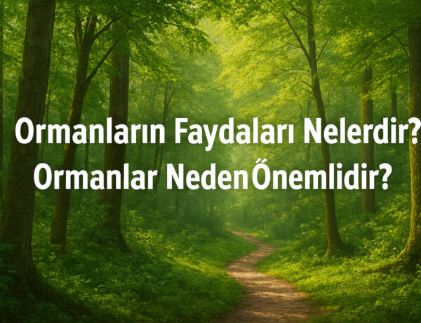 Ormanların Faydaları Nelerdir? Ormanlar Neden Önemlidir? İşte Detaylı Açıklama