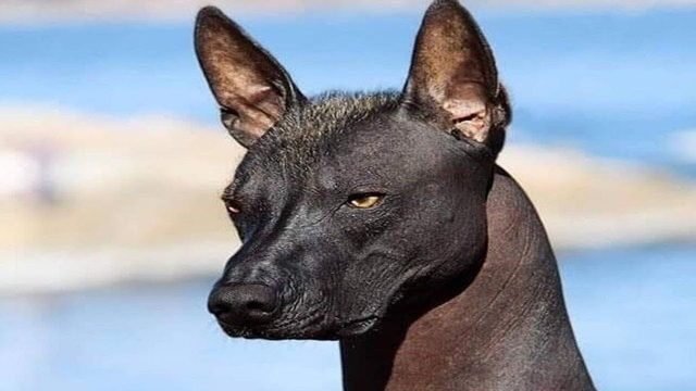 Köpek Yavrusu Sahiplenen Ailenin Başına Gelen Sıradışı Olay