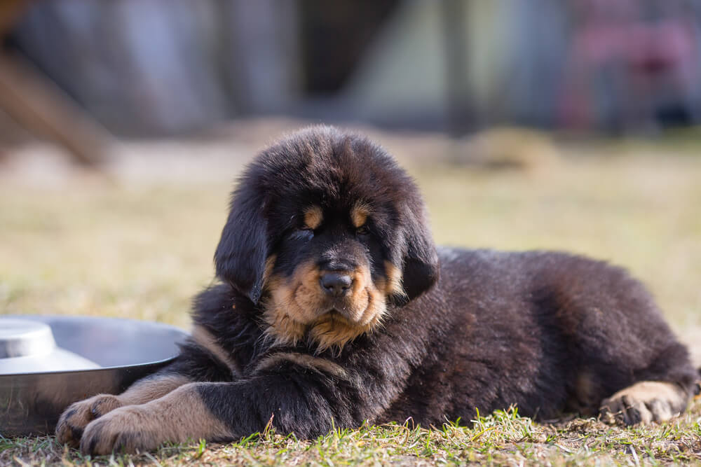Köpek Yavrusu Sahiplenen Ailenin Başına Gelen Sıradışı Olay