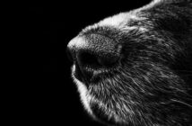 Köpek Yavrusu Sahiplenen Ailenin Başına Gelen Sıradışı Olay