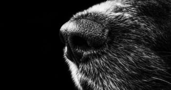 Köpek Yavrusu Sahiplenen Ailenin Başına Gelen Sıradışı Olay